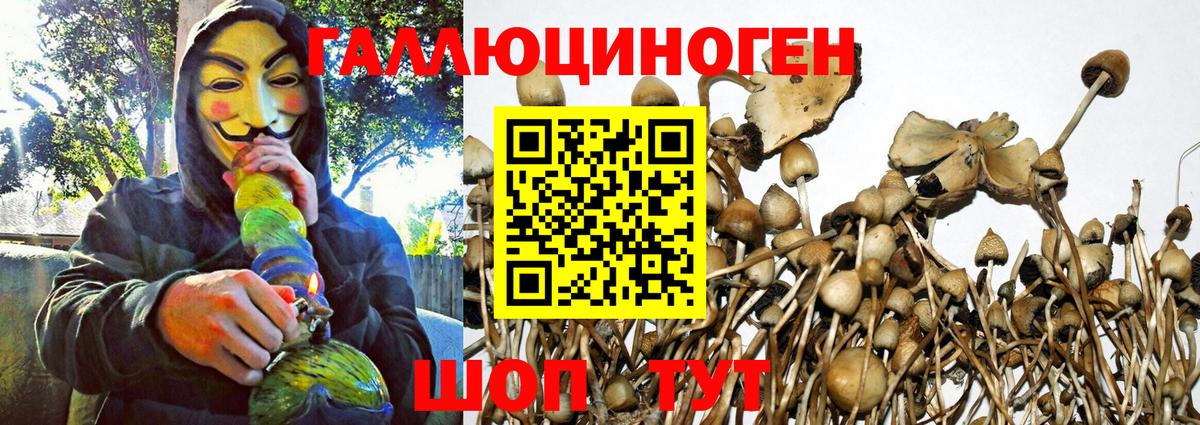 Галлюциногенные грибы мицелий  Вход с VPN  Галлюциногенные грибы Psilocybe  Заводоуковск 